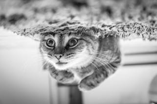 Cossyimages Kitten (71).jpeg