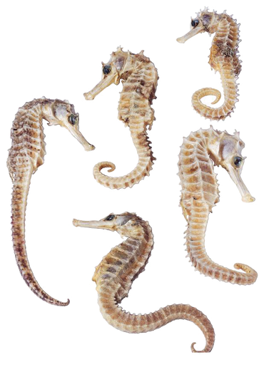 Seahorse (30).png