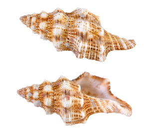 Seashells (79).png