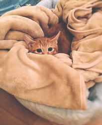 Cossyimages Kitten (58).jpeg