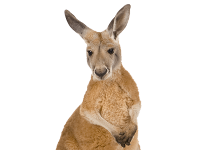 PNG images: Kangaroo