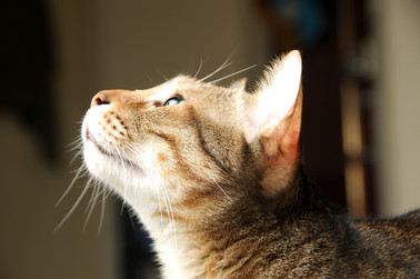 Cossyimages Kitten (61).jpeg