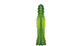 Cactus (10).png