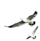 Seagull (33).png