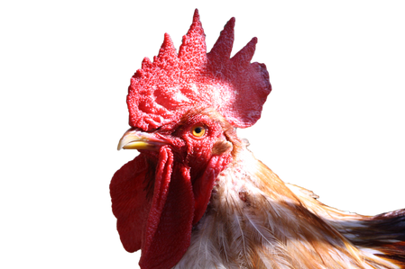 Cock PNGs