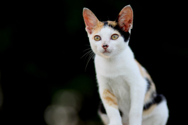 Cossyimages Kitten (50).jpeg