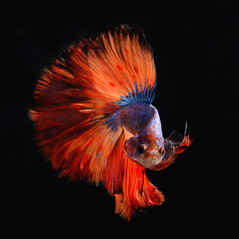 Underwater - Cossyimages (80).jpg