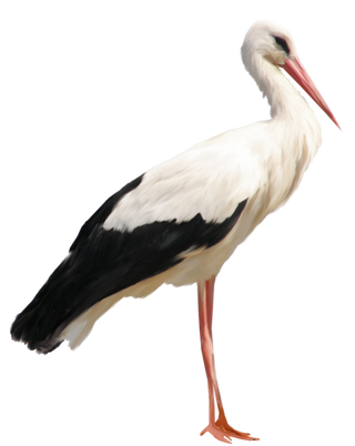 Stork Png Images