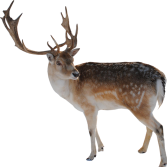 Reindeer, free PNG collection