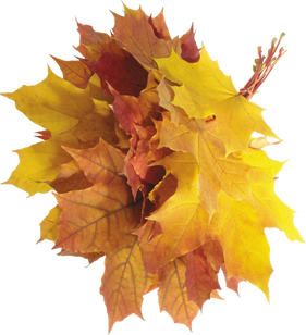 Autumn leaf, free PNGs