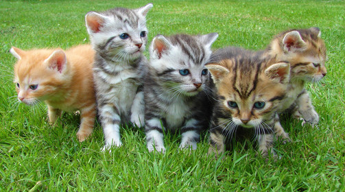 Cossyimages Kitten (18).jpeg
