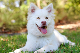 Cossyimages Puppy (29).jpeg