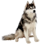 PNG images: Wolf