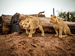 Cossyimages Lion (31).jpeg