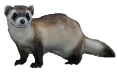 Free png ferret images.