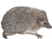 Hedgehog PNGs