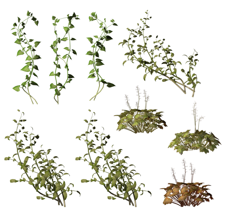 Vines PNG images