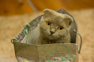 Cossyimages Kitten (82).jpeg