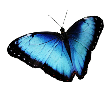 butterfly-3192737_960_720.png