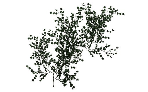Vines (16).png