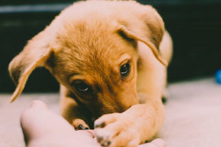Cossyimages Puppy (26).jpeg