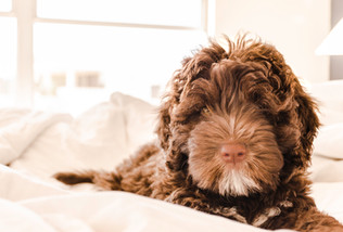 Cossyimages Puppy (41).jpeg