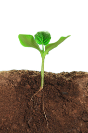 Dirt (110).png