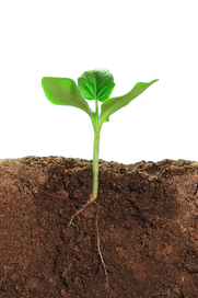 Dirt (110).png