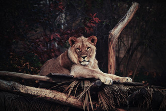 Cossyimages Lion (9).jpeg