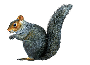 Free squirrel png images.