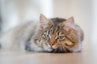 Cossyimages Kitten (57).jpeg