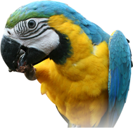 Free parrot png images.