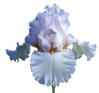 Iris (7).png