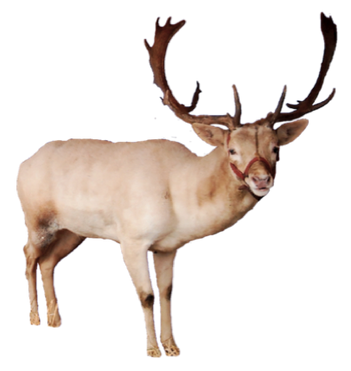 Reindeer, free PNG collection