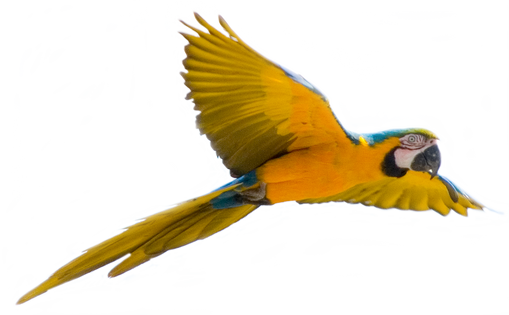 Free parrot png images.