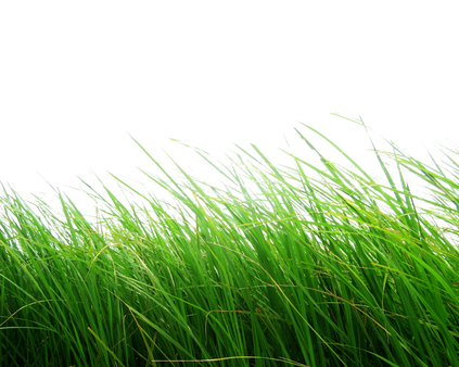 Grass, free PNGs