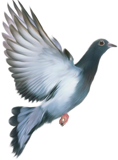 Free pigeon png images.