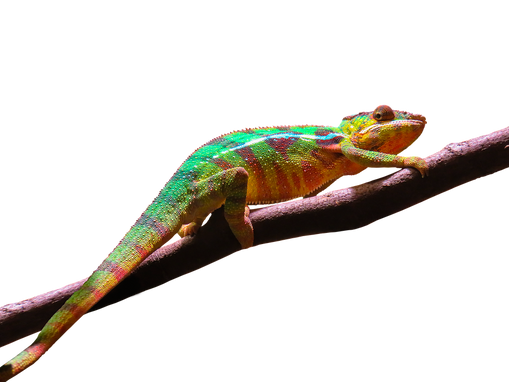 PNG images: lizards, reptile