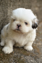 Cossyimages Puppy (55).jpeg
