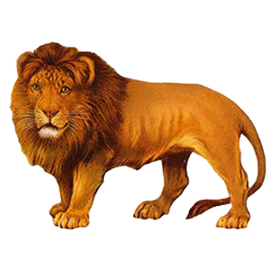 Lion PNG images