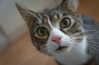 Cossyimages Kitten (12).jpeg