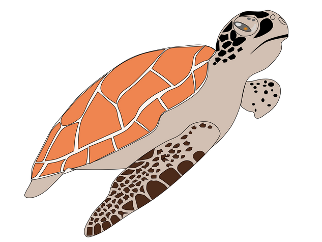 Turtle PNG images