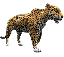 Jaguar PNGs
