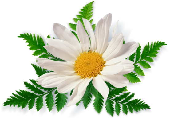 Chamomile, free pngs