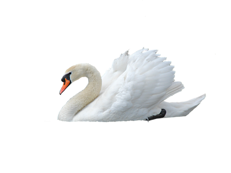 Swan transparent images