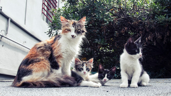Cossyimages Kitten (88).jpeg