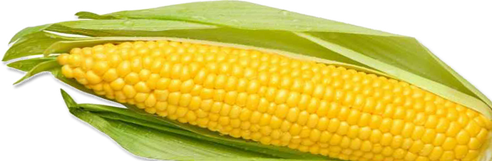 Corn, free PNGs