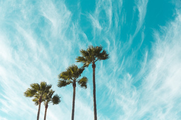Tree - Cossyimages (58).jpg