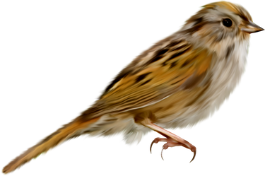 sparrow png images sparrow png images