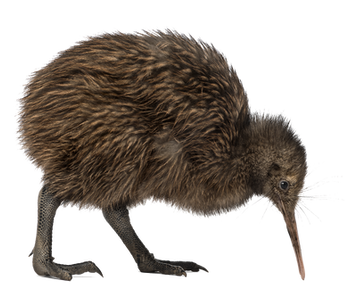 Bird PNG images